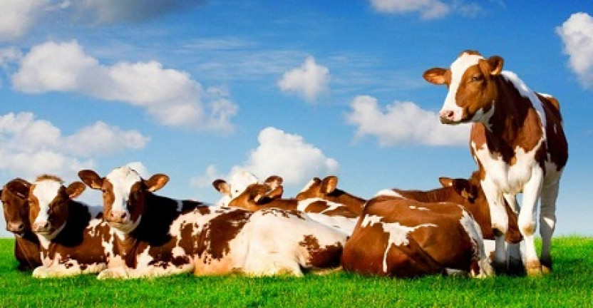 О производстве продукции и численности скота в сельскохозяйственных организациях Воронежской области в январе-марте 2020 года